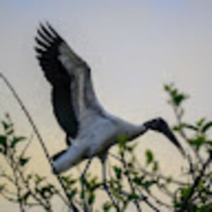 Meet your Posher, Cameron